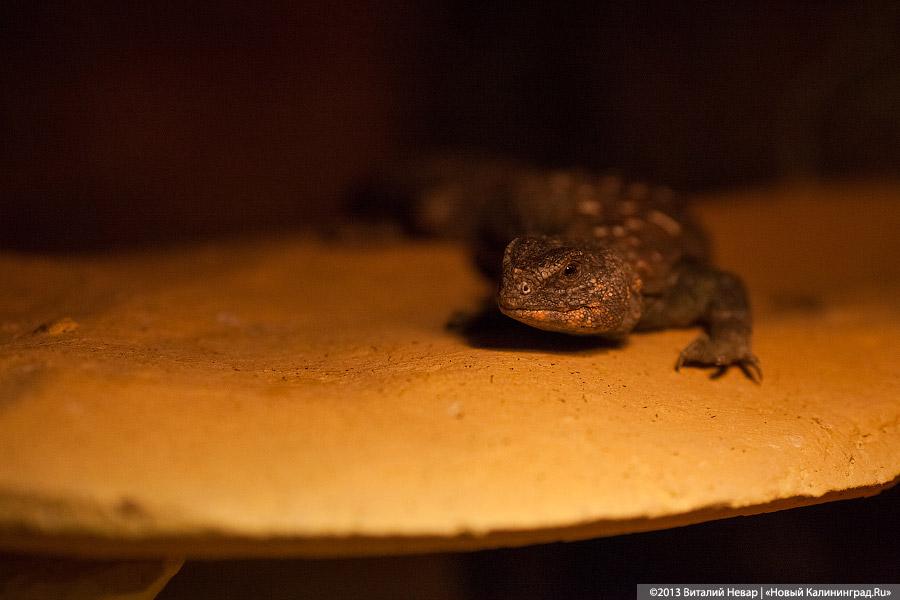 «Зов джунглей»: фоторепортаж с открытия первого калининградского экзотариума