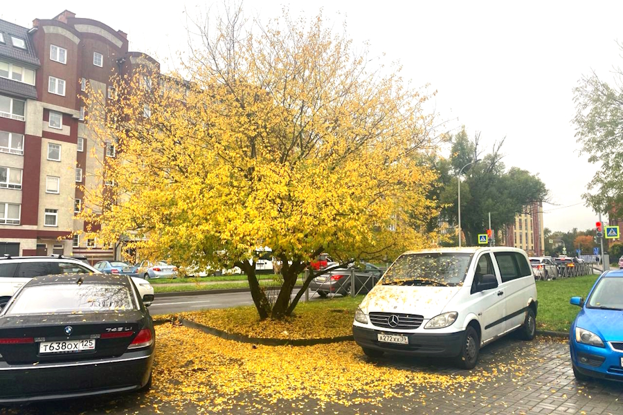 До +17°С и обильные осадки: прогноз погоды в Калининграде до конца недели