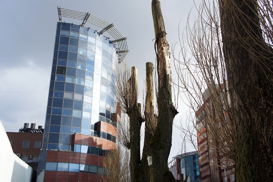  Общественный совет при мэре отказался обсуждать проблему обрезки деревьев