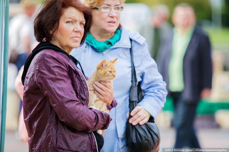 Кот — друг человека: в Калининграде отметили очередной кошачий праздник