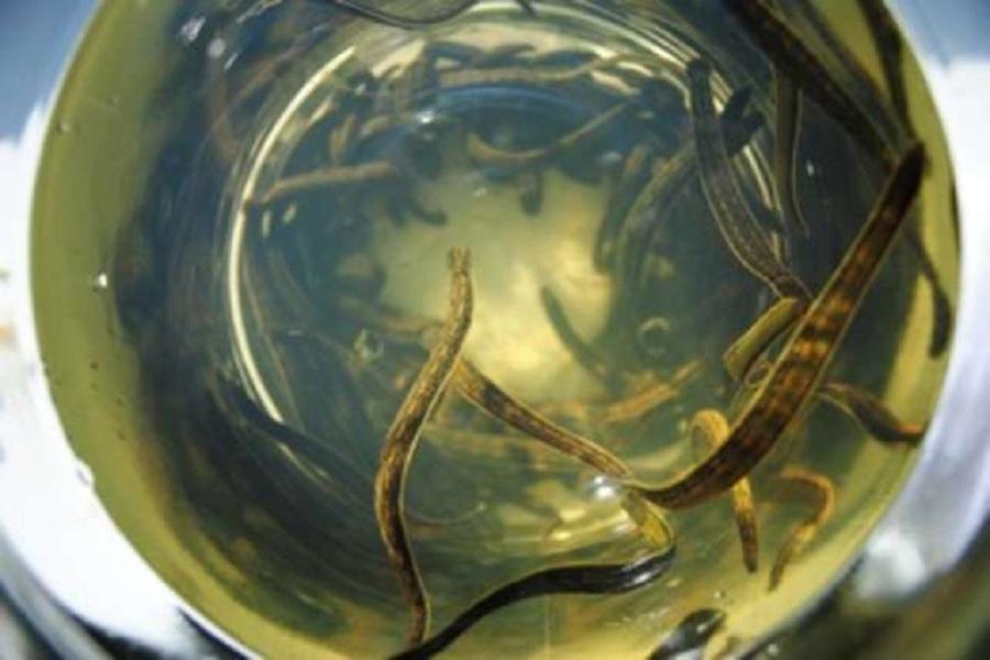 Немец пытался тайно вывезти из Калининградской области 100 редких пиявок (фото)