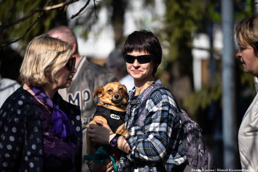 В защиту братьев меньших: в Калининграде прошёл митинг против убийства животных (фото)