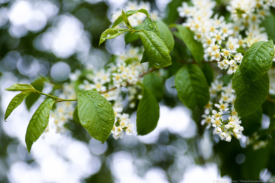 Фото: Виталий Невар / Новый Калининград