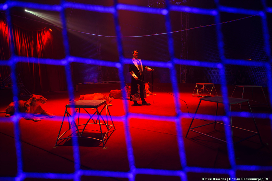 Цирк, дрессировщик и львы: в Калининграде проходят съемки фильма «Встань и иди» (фото)