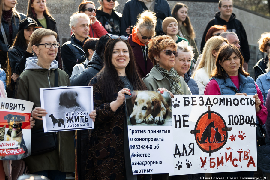 В защиту братьев меньших: в Калининграде прошёл митинг против убийства животных (фото)