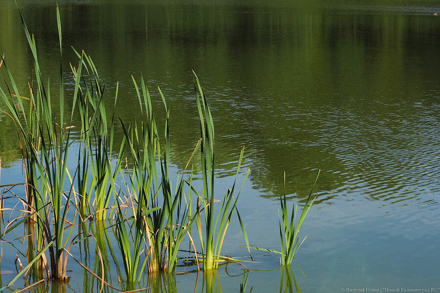 В Пелавском озере утонул подросток