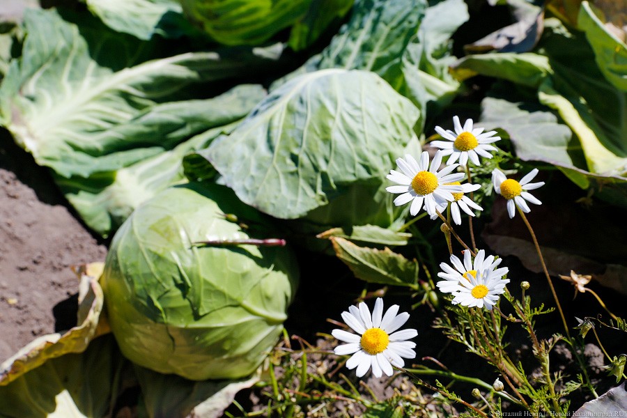 Ученые выяснили, какие продукты препятствуют возникновению рака кишечника