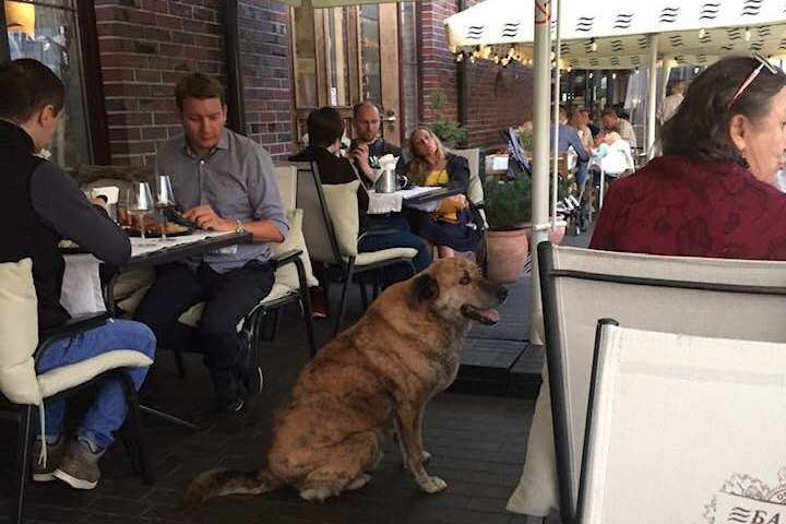 У калининградской синагоги установили будку для бездомной собаки (фото)