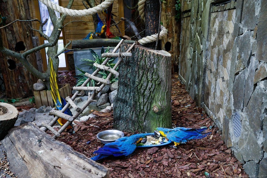 В зоопарке открыт Дом тропической птицы. Посмотрите на жако и спящего трубкозуба