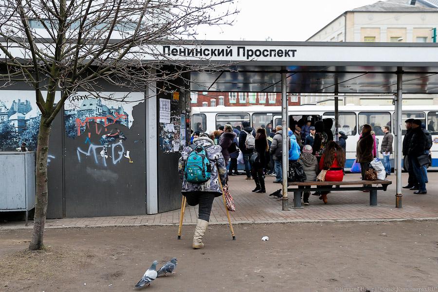 Кругом Голландия: сколько стоят цветы в центре Калининграда
