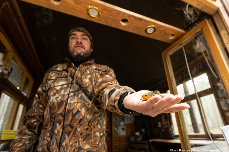 Туманность Куршской косы: как ловят и кольцуют птиц на «Фрингилле» (фото) 