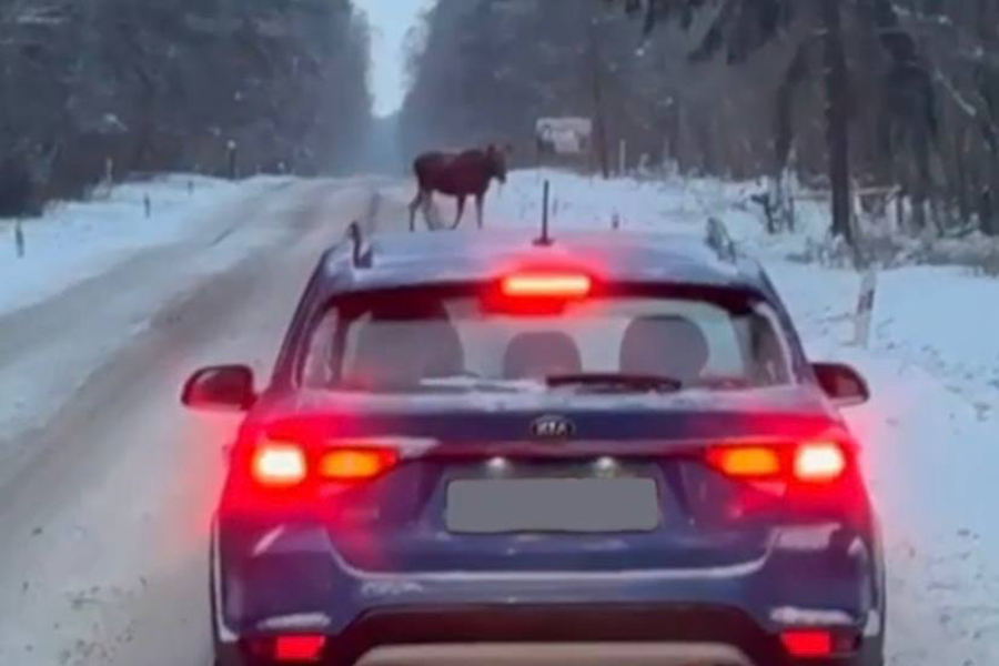 Водителей просят быть осторожными в связи с миграцией лосей на Куршской косе (видео)