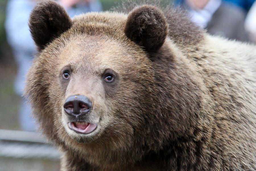 Фото — Виталий Невар, «Новый Калининград.Ru»