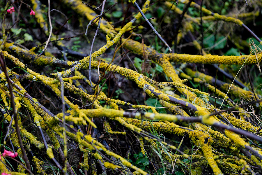 Лучше Афродиты: море подарило калининградцам остатки реликтового леса (фото)