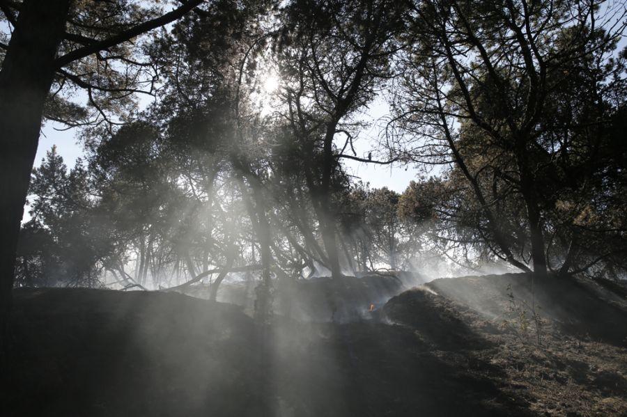 Пожар на дюне Эфа: возгорание на Куршской косе тушили вертолёты