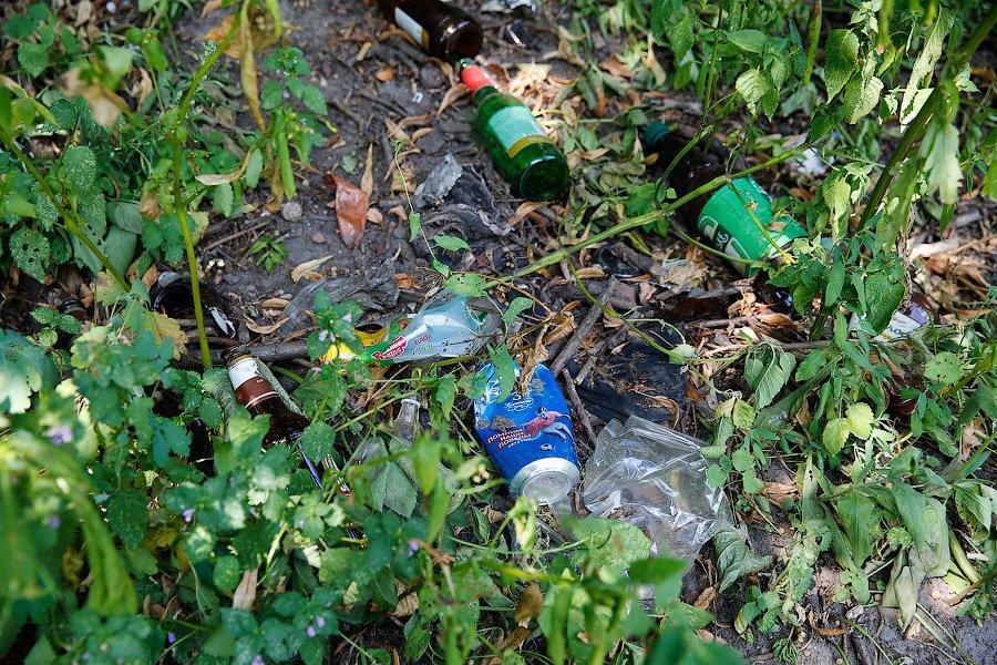 Страшный сон Тортиллы: почему вода в Ялтинском пруду стала ядовито-зеленой (фото)