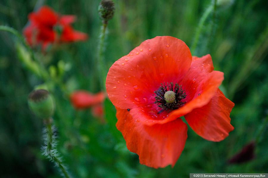 По следам Первой мировой: захоронение в пос. Совхозное Нестеровского района