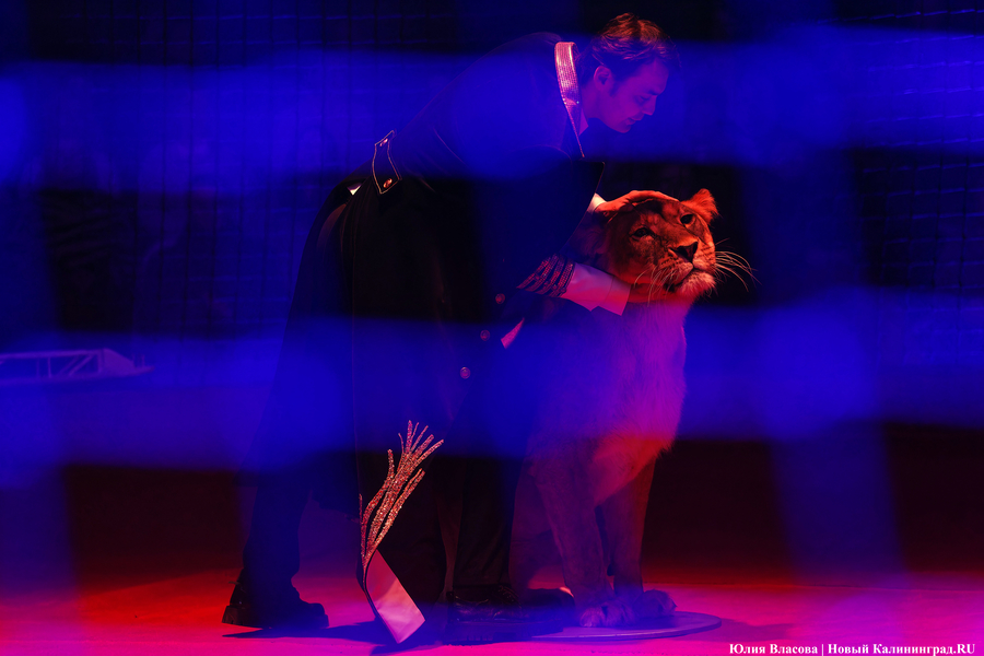 Цирк, дрессировщик и львы: в Калининграде проходят съемки фильма «Встань и иди» (фото)