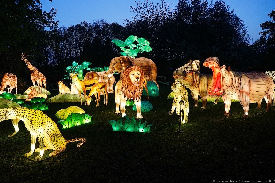 Люди, львы, грибы и сурикаты: фестиваль китайских фонарей на острове Канта