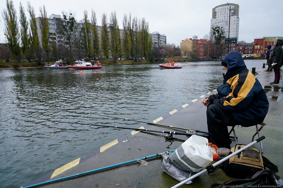 День моржа: как пловцы пытались защитить экосистему Преголи (фото)