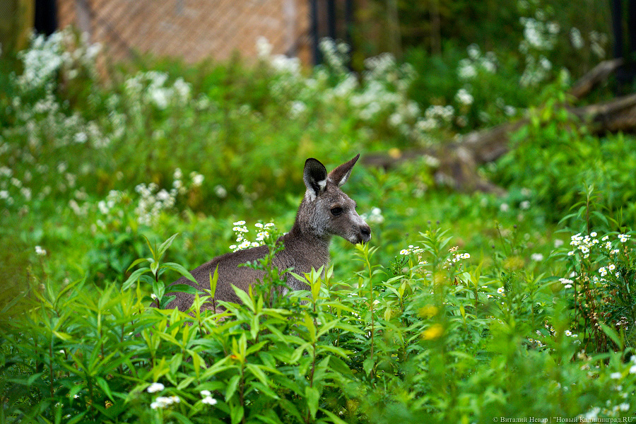 Жаба, гадюка и другие: в зоопарке открылся террариум после ремонта (фото)