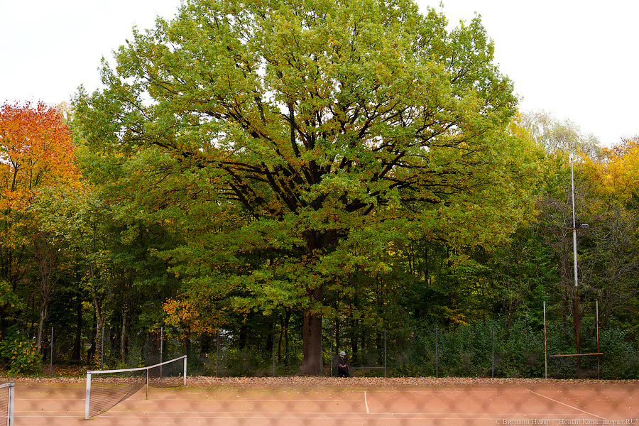 Увидеть в последний раз: осень на стадионе «Спартак», который хотят застроить (фото)