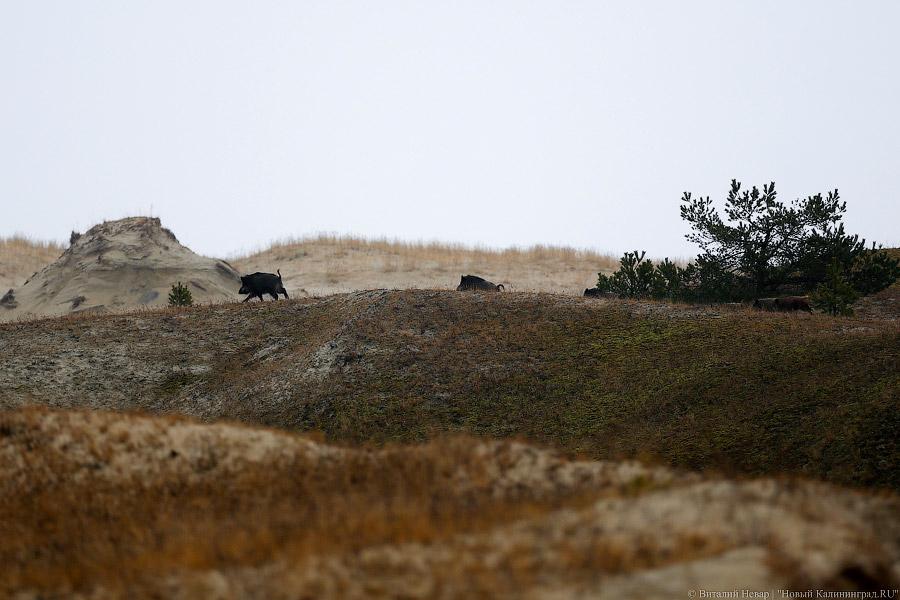 На ловца и лось бежит: как на Куршской косе зверей считали (фото)