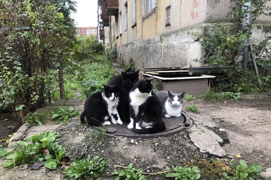 В Калининградской области прогнозируют локальные ливни с ледяной крупой