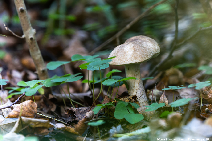 Они пошли: фоторепортаж с открытия «тихой охоты» в Калининградской области (фото)
