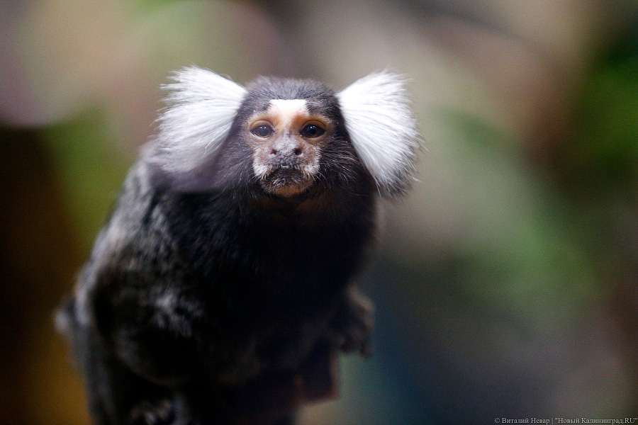 Само очарование: «фотосессия» семейства игрунок в Калининградском зоопарке 