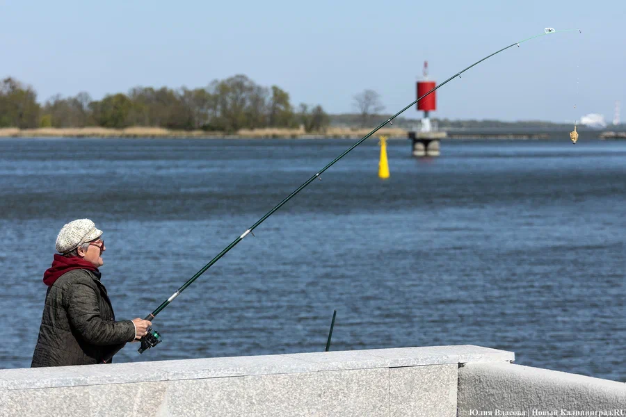 В Калининградской области временно запрещают любительскую рыбалку на щуку