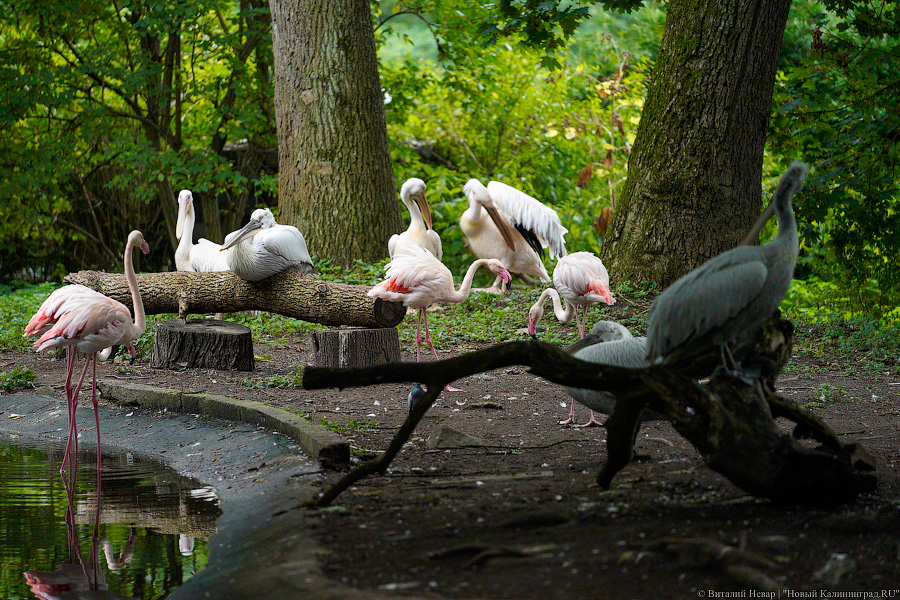 Жаба, гадюка и другие: в зоопарке открылся террариум после ремонта (фото)