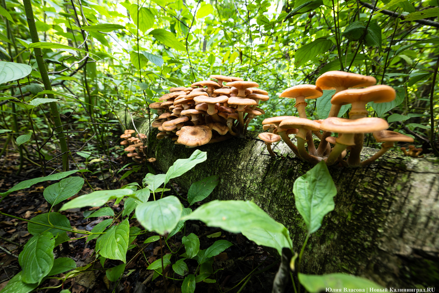 Они пошли: фоторепортаж с открытия «тихой охоты» в Калининградской области (фото)