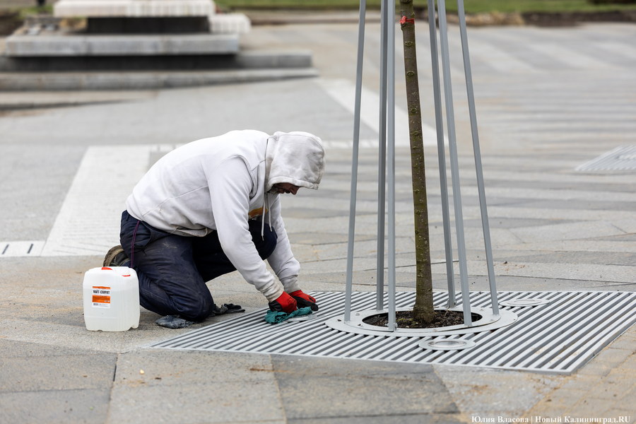 В трех соснах: как выглядит благоустроенная территория у стадиона «Балтика» (фото)