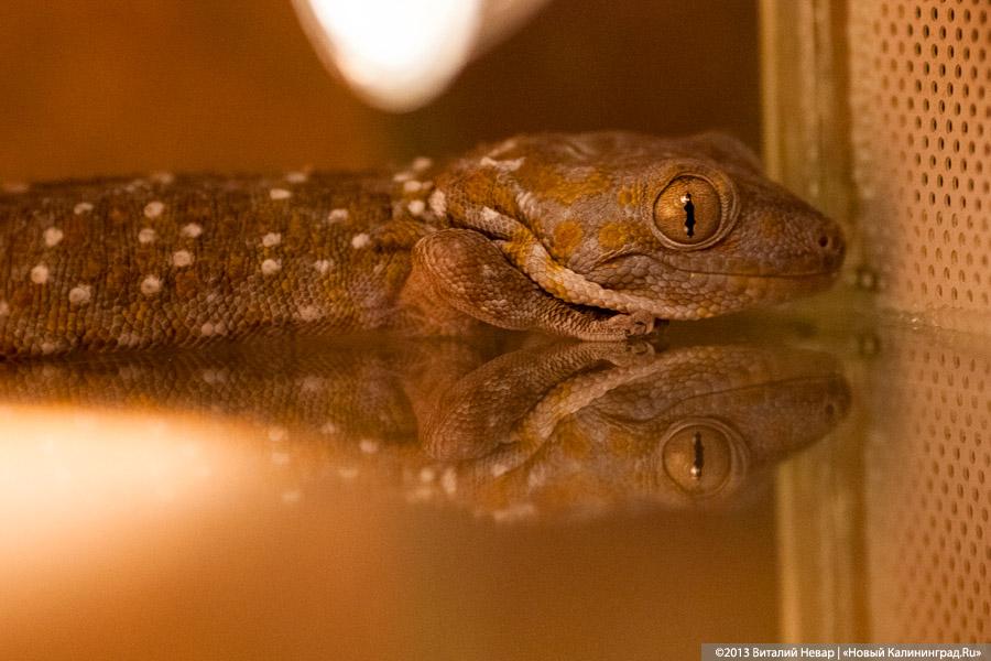 «Зов джунглей»: фоторепортаж с открытия первого калининградского экзотариума