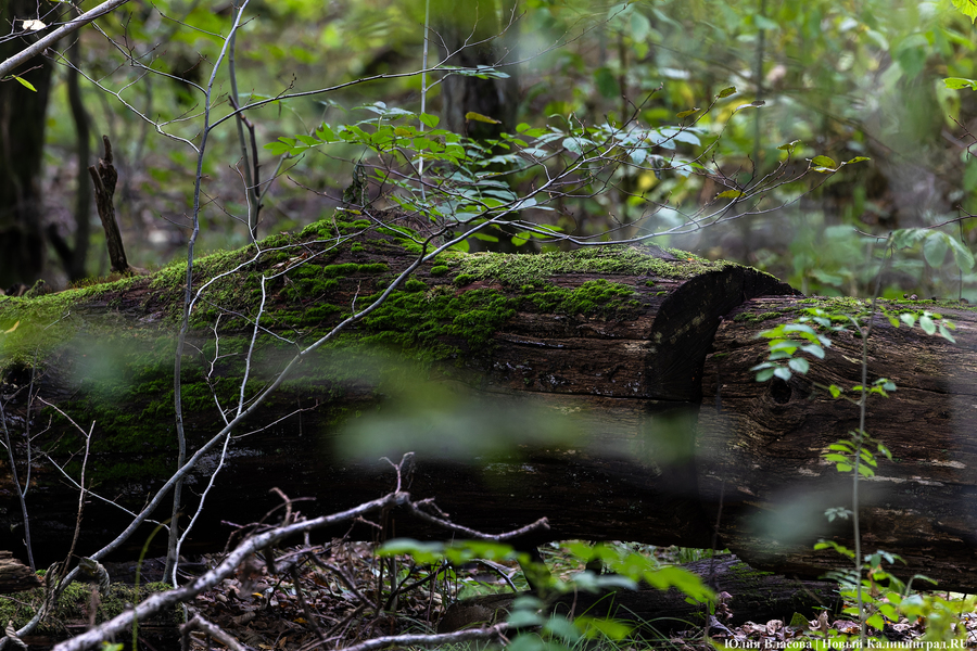 Они пошли: фоторепортаж с открытия «тихой охоты» в Калининградской области (фото)