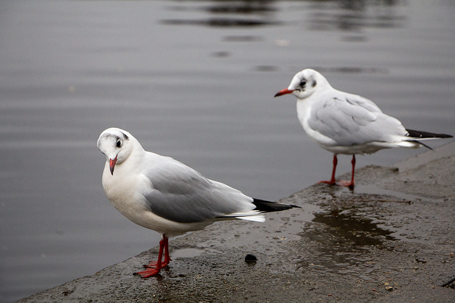 Погода в Калининградской области 8 декабря