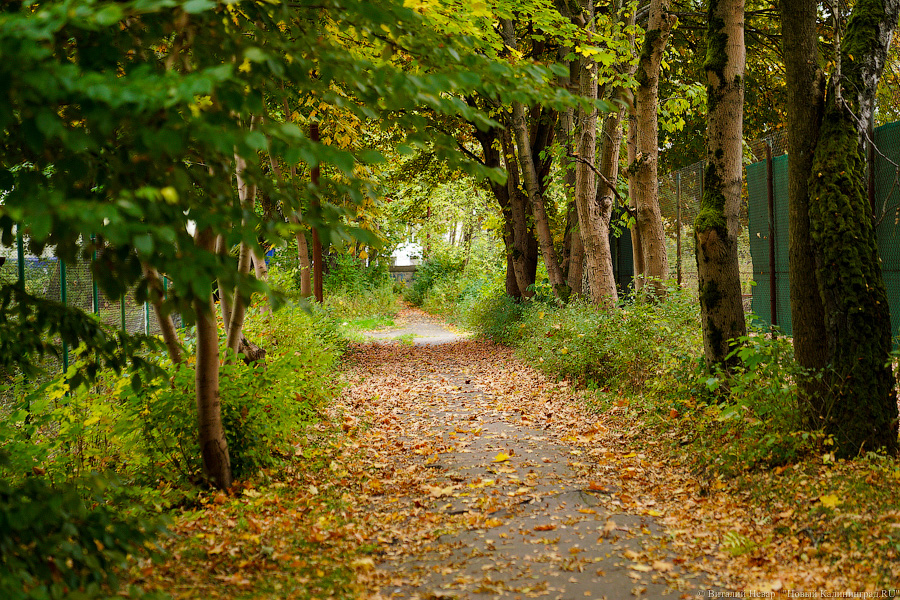 Увидеть в последний раз: осень на стадионе «Спартак», который хотят застроить (фото)