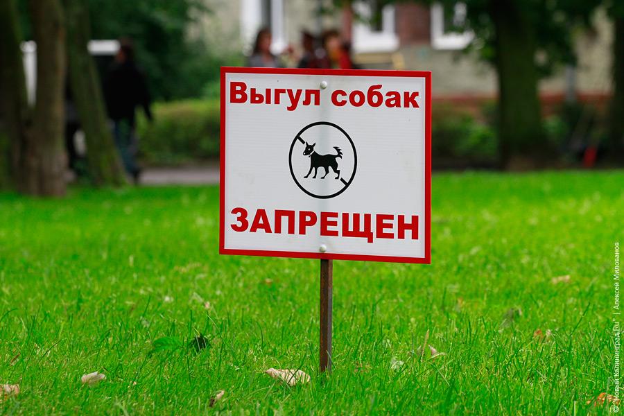 "Фиалки, вальсы и мазурка": фоторепортаж "Нового Калининграда.Ru"