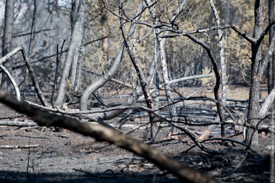 Когда рассеялся дым: после локализации лесного пожара на Куршской косе (фото)