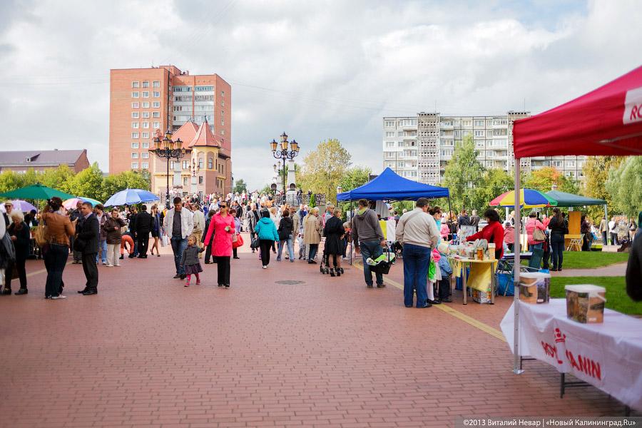 Кот — друг человека: в Калининграде отметили очередной кошачий праздник