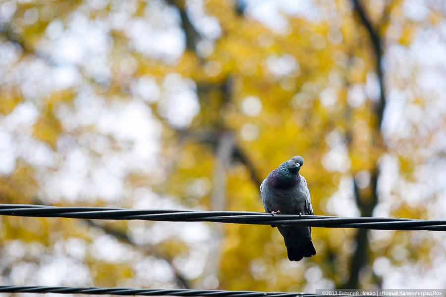 Днём совсем не страшно: осенний Балтийский парк