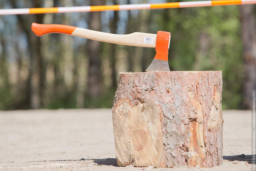 Лесной распил: как проходят соревнования лесорубов (фото)