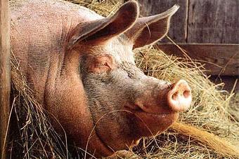 Россельхознадзор подозревает в Правдинском районе очаг африканской чумы свиней