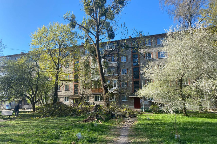 В Калининграде после шторма зафиксировали падение деревьев на нескольких улицах