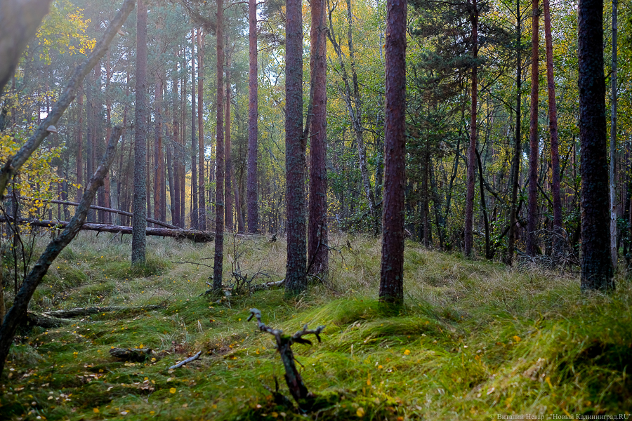 Виталий Невар / Новый Калининград