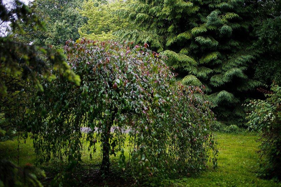 На неведомых дорожках: дендропарк калининградского Экоцентра