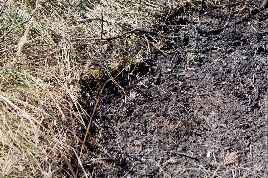 Когда рассеялся дым: после локализации лесного пожара на Куршской косе (фото)