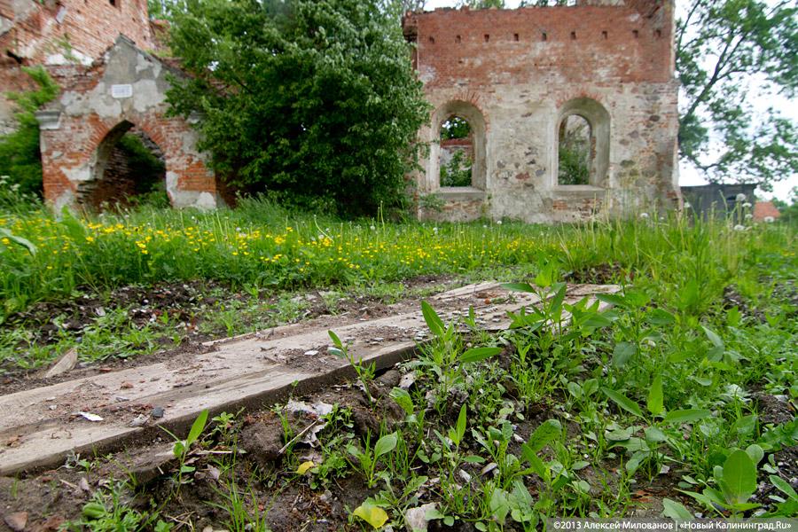 Забытые могилы: кирха и кладбище в поселке Тишино зарастают деревьями