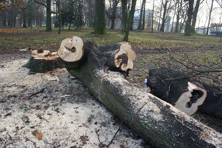 Бульдозеры начали благоустройство в сквере за Собором Христа Спасителя (+фото)